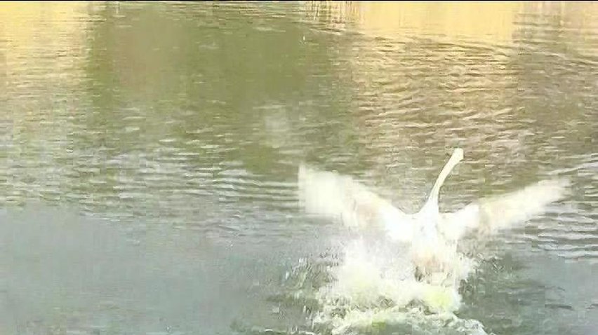 В запорожском парке отдыха на озеро выпустили стаю лебедей
