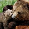 Бэби-бум в Одесском зоопарке: У бурых медведей, оленей, кенгуру и коз появились детеныши