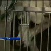 В США приютили 10 бездомных собак из Сочи