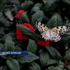 В Лондоне открыли уникальную выставку бабочек