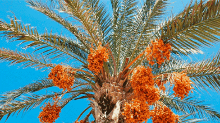 В Арабских Эмиратах пронумеруют деревья