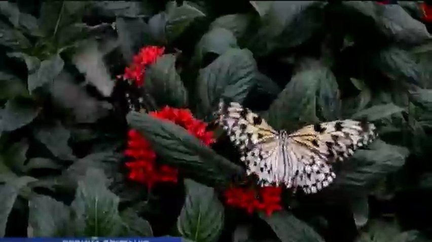 В Лондоне открыли уникальную выставку бабочек