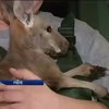 В ривненском зоопарке родился редкий рыжий кенгуру