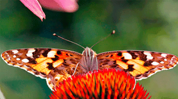 Люксембургский Сад открыл сезон бабочек