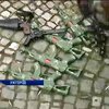 Ужгородский "Правый сектор" сдал милиции игрушечное оружие