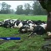 Молния убила более 60 коров в Чили
