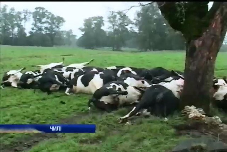 Молния убила более 60 коров в Чили