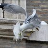 В Ватикане появится ястреб-защитник папских голубей