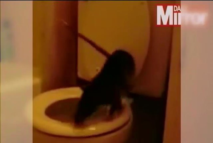 Полуметровые крысы-мутанты оккупируют Великобританию