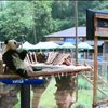 В китайском зоопарке для приунывшей панды поставили телевизор