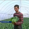 Закарпатское село "поднялось" на ранней капусте