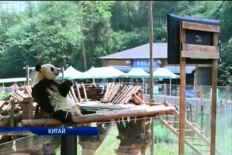В китайском зоопарке для приунывшей панды поставили телевизор