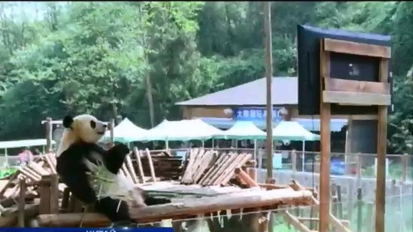 В китайском зоопарке для приунывшей панды поставили телевизор