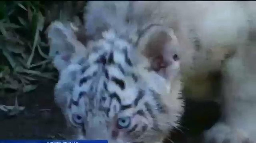 Зоопарк Буэнос-Айреса показал посетителям тигрят-альбиносов