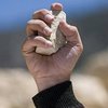 Суд в Нигерии решил забить насильника камнями насмерть