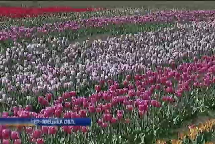 Буковинский фермер вырастил полмиллиона тюльпанов