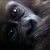 В зоопарке Нью-Йорка родились две редкие гориллы