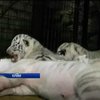 В ялтинском зоопарке родились четыре тигренка (видео)