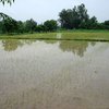 Из-за нехватки воды в Крыму погибли посевы риса