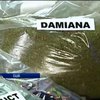 Полиция США провела рейд против наркомафии
