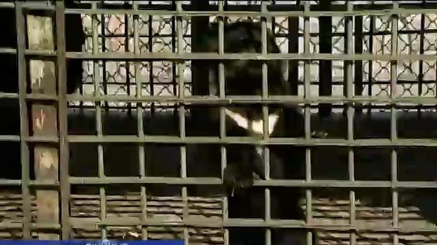 В Винницком зоопарке родились двое медвежат