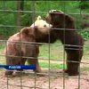 В Румынии открылся крупнейший в Европе заповедник для медведей