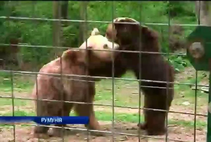 В Румынии открылся крупнейший в Европе заповедник для медведей