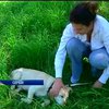 В Сербии активисты спасают домашних животных от наводнения