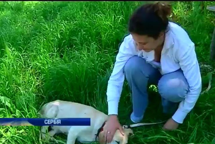 В Сербии активисты спасают домашних животных от наводнения