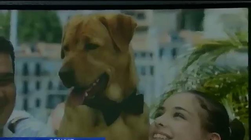 Одним из призеров Каннского кинофестиваля стала собака