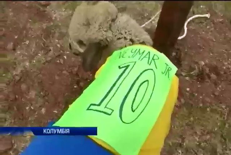 Овцы из Колумбии сыграли в финале чемпионата мира (видео)