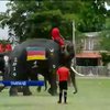 В Таиланде слоны сыграли с людьми в футбол