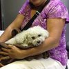Миниатюрный пес во Флориде выжил после падения с 16-го этажа