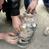 Котенок проехал около 70 километров в пружине подвески джипа (фото)