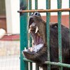 В Полтавской области медведь откусил руку 12-летней девочке