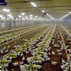 Почти 250 тысяч птиц погибли во время пожара на агрофирме в Каменец-Подольском