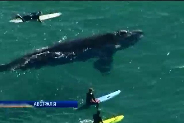 У Сіднеї серфери бавились у воді із величезним китом (відео)
