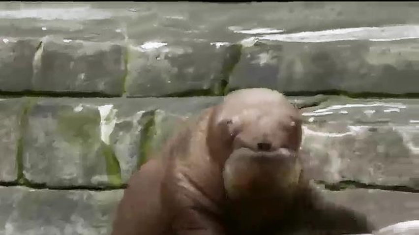 Зоопарк Гамбурга поповнився маленьким морженя