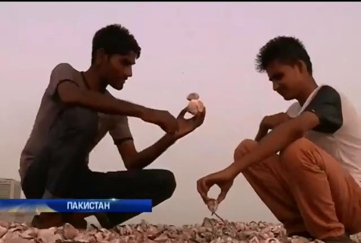 На узбережжя пакистанського міста Карачі викинуло десятки тисяч делікатесних устриць