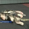 Близько 100 кілограмів риби браконьєри занапастили електровудками на Полтавщині