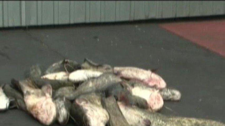 Близько 100 кілограмів риби браконьєри занапастили електровудками на Полтавщині