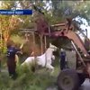 Рятувальники витягли коня з каналізації Херсону