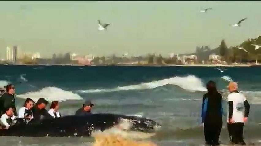 В Австралії рятувальники намагаються повернути у море дитинча кита