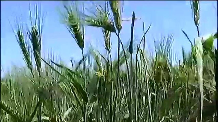Яценюк оголосив масштабну приватизацію підприємств в агросфері