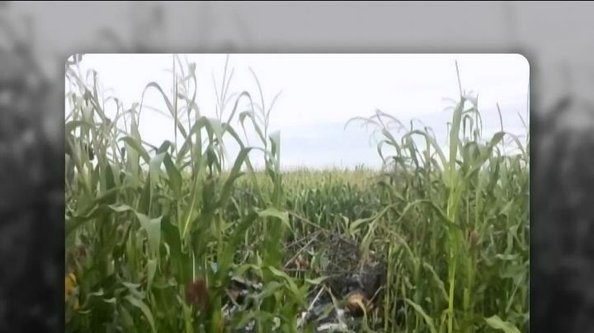 На Черкащині літак зачепив високовольтну лінію: пілот загинув
