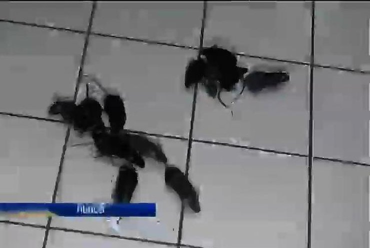 Львовяне натравили мышей на супермаркет, где не маркировали товары из России (видео)