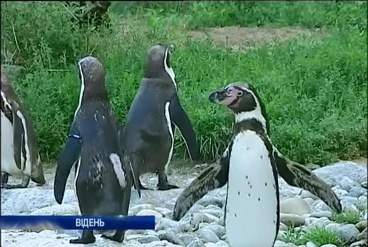 У зоопарк Відня завезли незвичайних хохлатих пінгвинів (відео)