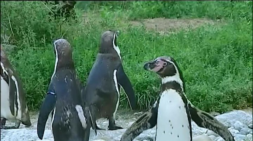 У зоопарк Відня завезли незвичайних хохлатих пінгвинів (відео)