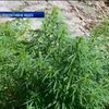Міліціонери знайшли конопляне поле на Волині