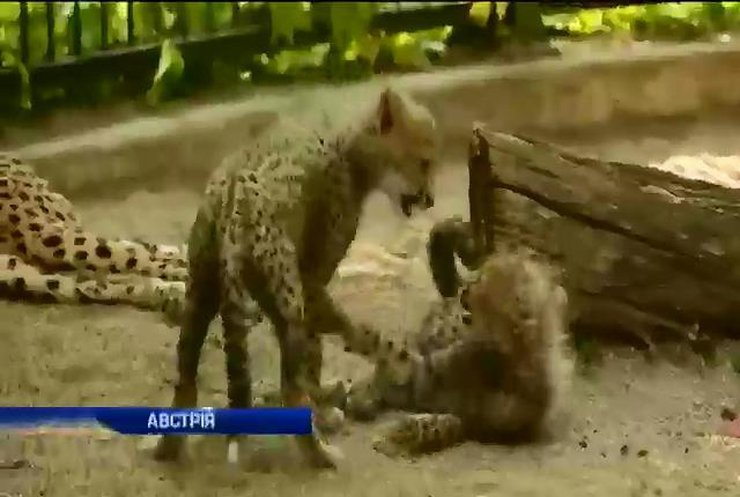 У зоопарку Відня показали маленьких гепардів